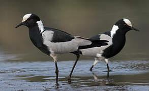 Blacksmith Lapwing