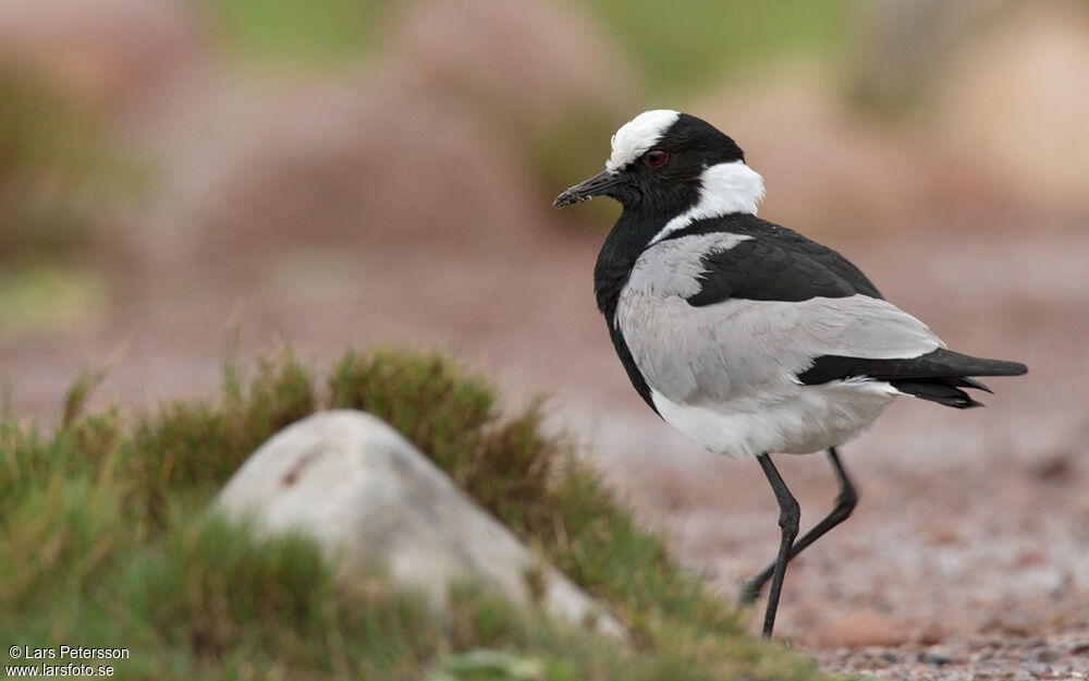 Blacksmith Lapwing