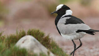 Blacksmith Lapwing