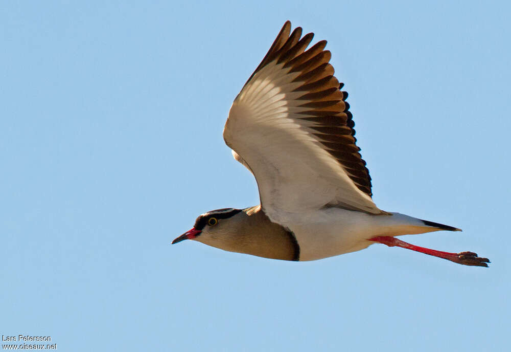 Crowned Lapwingadult, Flight