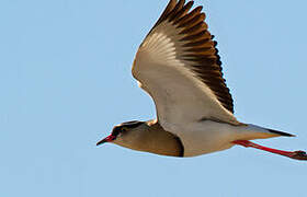 Crowned Lapwing