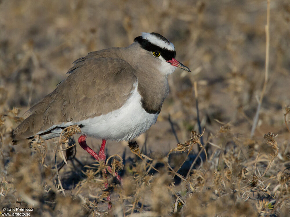 Crowned Lapwing