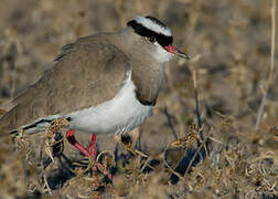 Crowned Lapwing