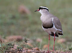 Crowned Lapwing