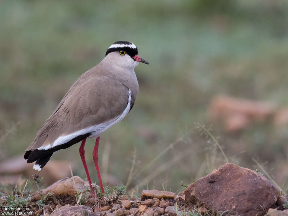 Crowned Lapwingadult breeding, pigmentation