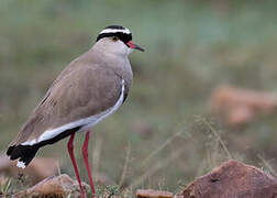 Crowned Lapwing