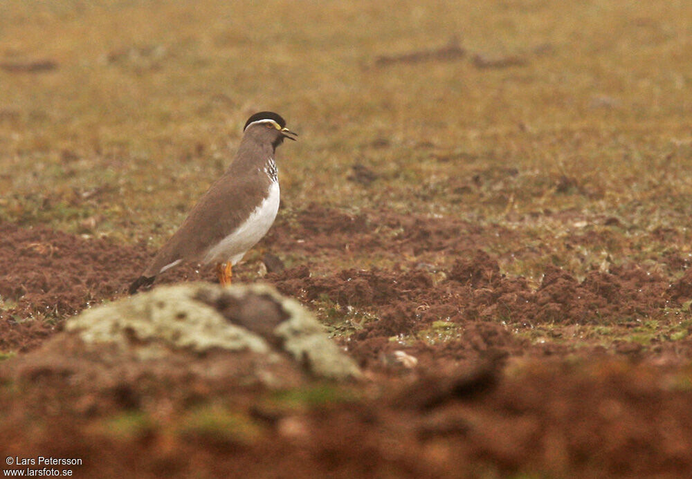 Spot-breasted Lapwing