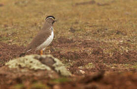 Spot-breasted Lapwing