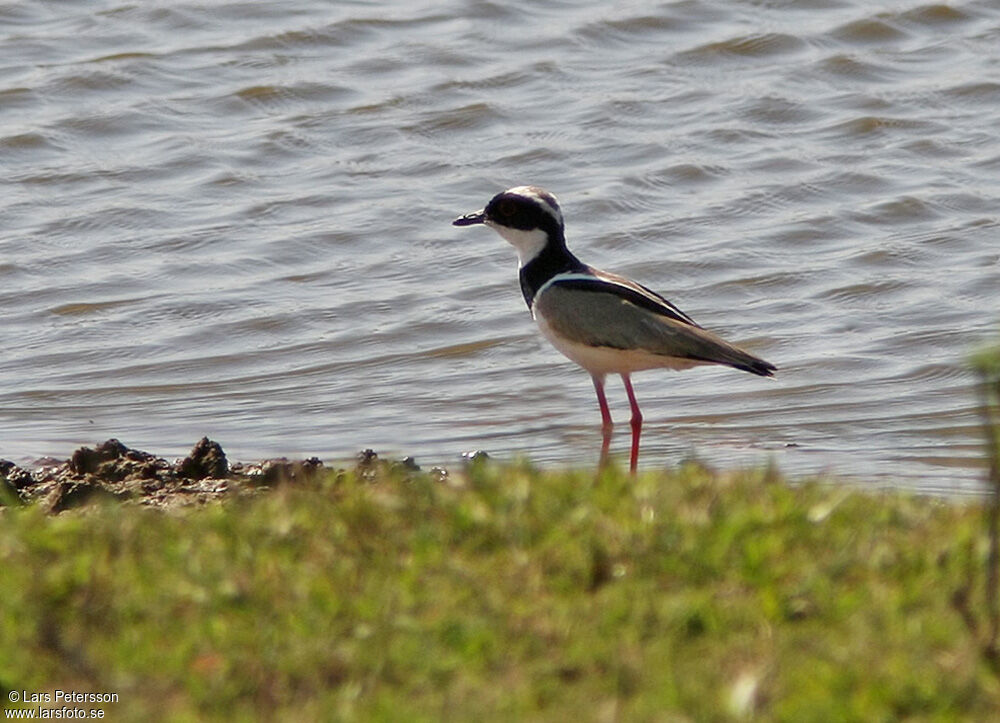 Pied Plover