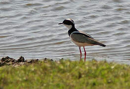 Pied Plover