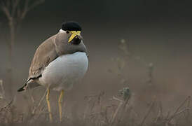 Yellow-wattled Lapwing