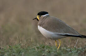 Yellow-wattled Lapwing