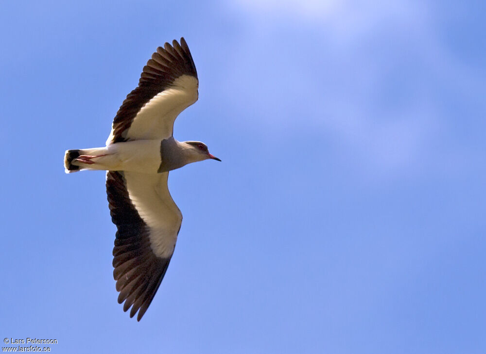 Andean Lapwing