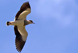 Andean Lapwing