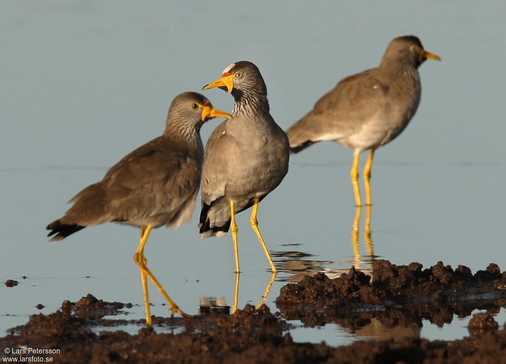 African Wattled Lapwing