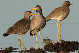 African Wattled Lapwing