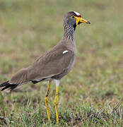 African Wattled Lapwing