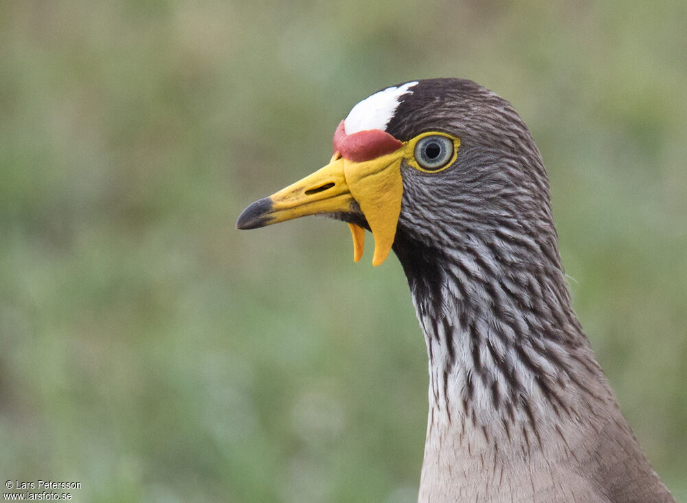 African Wattled Lapwing