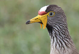 African Wattled Lapwing