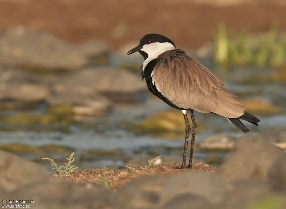 Spur-winged Lapwing