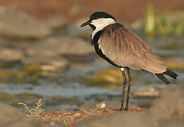 Spur-winged Lapwing