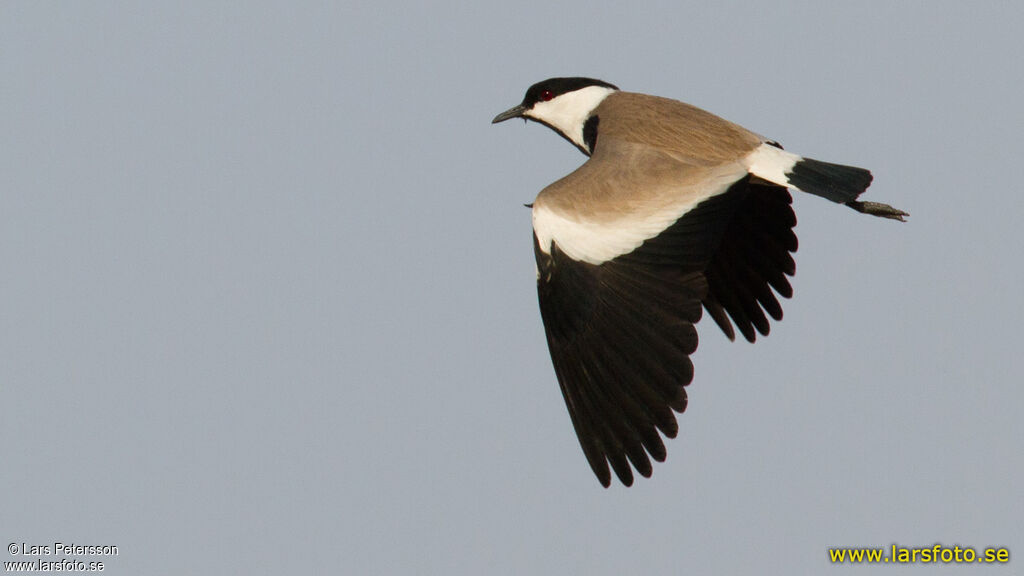 Spur-winged Lapwing