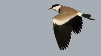 Spur-winged Lapwing