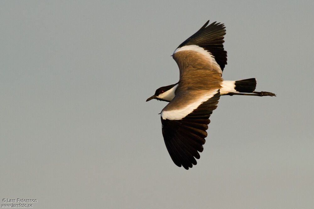 Spur-winged Lapwing