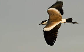 Spur-winged Lapwing