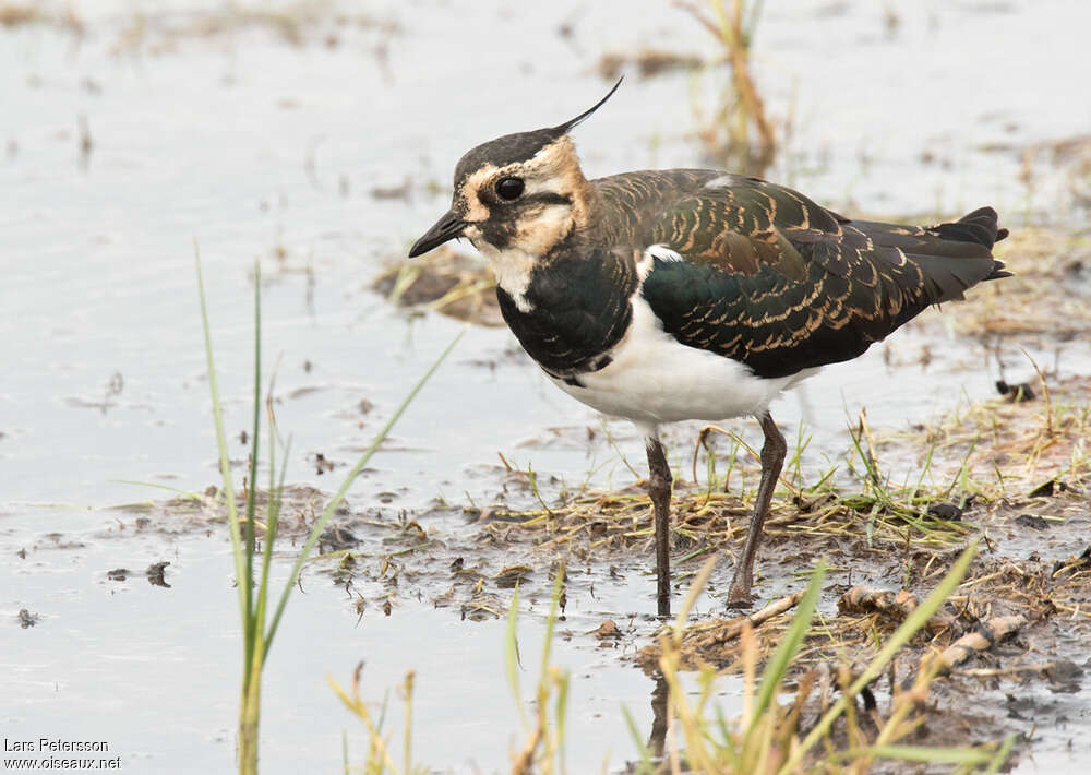 Northern LapwingFirst year, identification