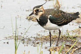 Northern Lapwing