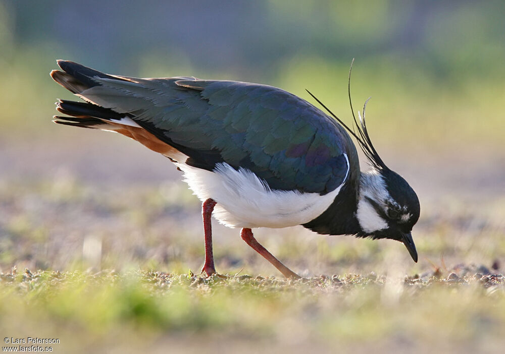 Northern Lapwing