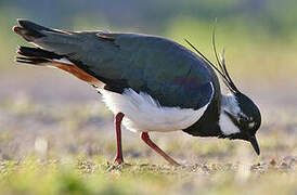 Northern Lapwing