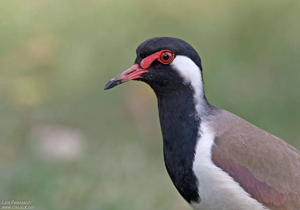 Red-wattled Lapwingadult, close-up portrait