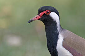 Red-wattled Lapwing