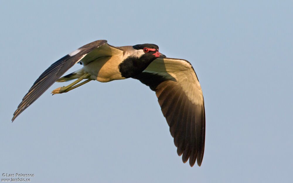 Red-wattled Lapwing