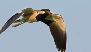 Red-wattled Lapwing