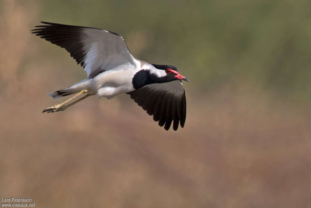 Red-wattled Lapwingadult, Flight