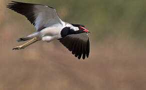 Red-wattled Lapwing