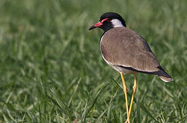 Red-wattled Lapwing