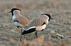 River Lapwing