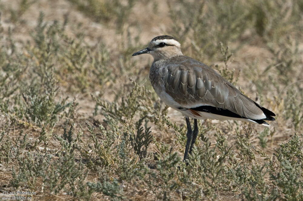 Sociable Lapwing