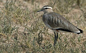 Sociable Lapwing