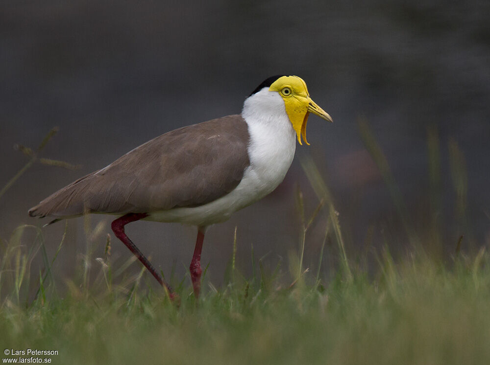 Masked Lapwing