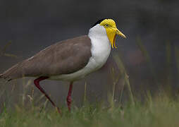 Masked Lapwing