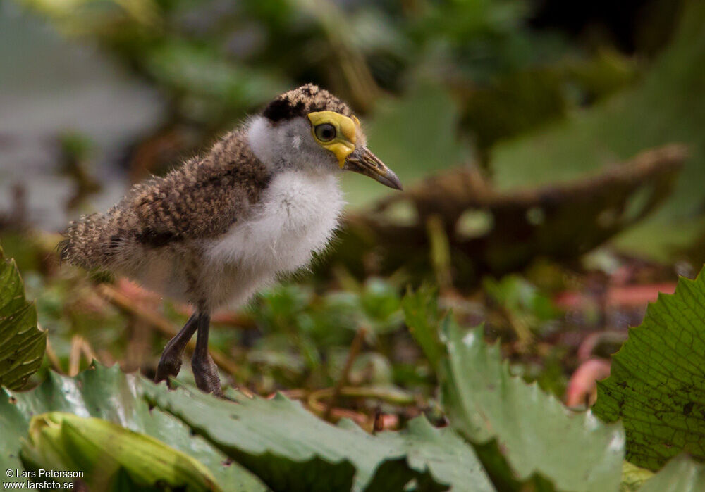 Masked Lapwing