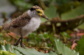 Masked Lapwing