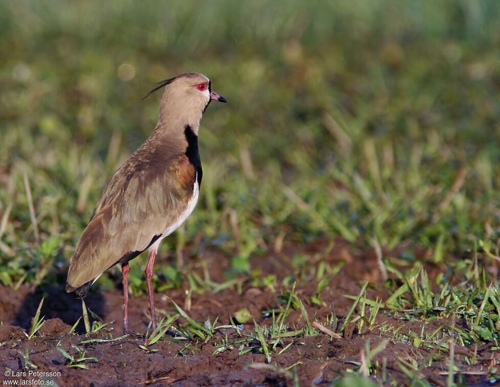 Southern Lapwing