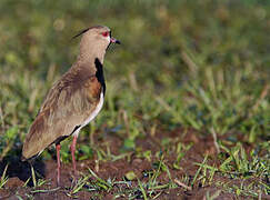 Southern Lapwing