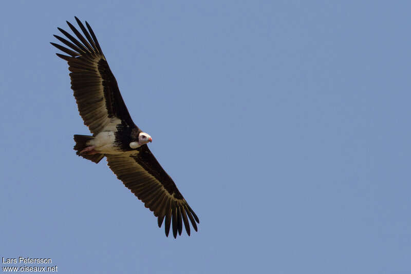 White-headed Vulture male adult, pigmentation, Flight